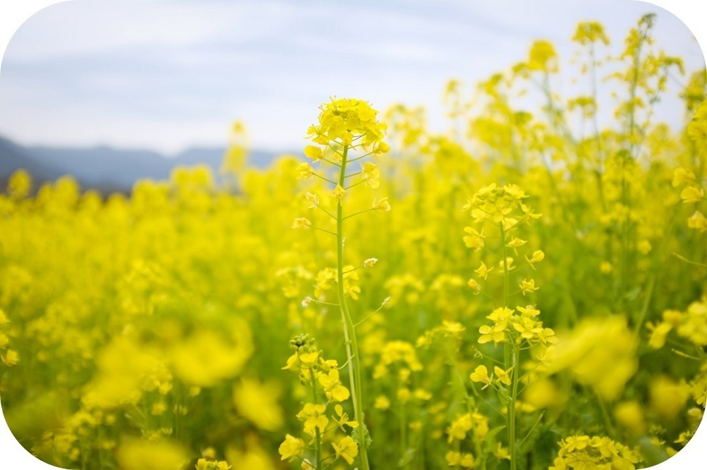 Comment passer au biofioul F30 ? - Dyneff