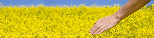 fleur de colza biofioul