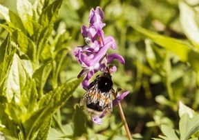 Chèvrefeuille des bois (plante locale de Toulouse)