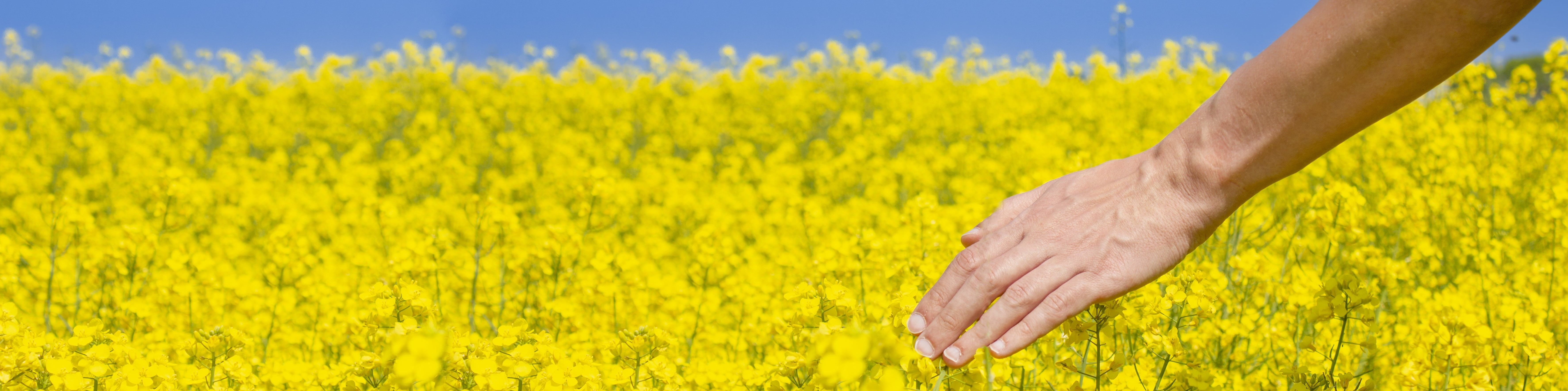 fleur de colza biofioul fleur de colza biofioul